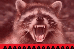 racoon-screaming